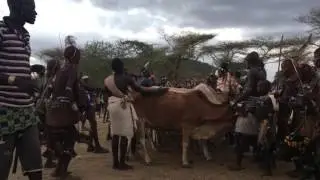 The bull jumping