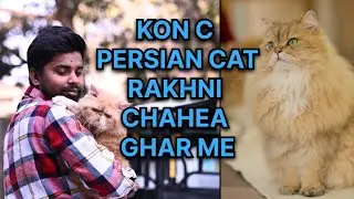 Kon C Persian Cat rakhni chahiye ghar me