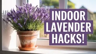 How To Grow Lavender Indoors All Year!