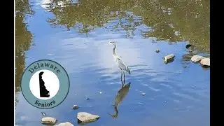 Walking Tour of Downtown Dover, DE 🚶&zwj;♀️ From Silver Lake to State Street (45 min. north of Rehoboth)