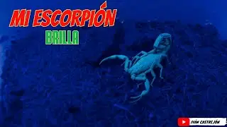 My SCORPION is FLUORESCENT 🦂
