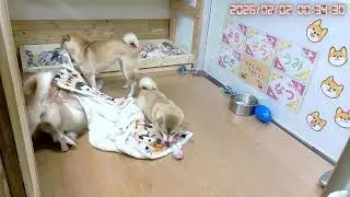柴犬なつファミリー生配信【生後1歳＋145日】お布団も洗ってさっぱり！