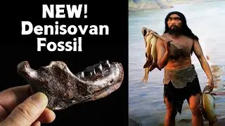 Ancient jawbone dredged off Taiwan seafloor belongs to mysterious Denisovan, study finds