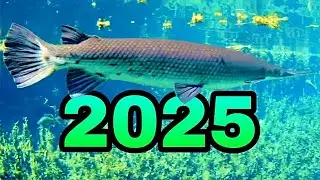 Наши УДИВИТЕЛЬНЫЕ ВСТРЕЧИ С ЖИВОТНЫМИ В 2025 ГОДУ! - Крокодилы, аллигаторы, барракуды, ПРЕДВАРИТЕ...