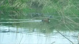 Union County (April 30th, 2020)