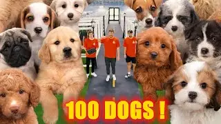 Mr Beet Rescued 100 Abandoned Dogs! | MrBeast