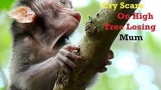 Supper Scare!Baby Daliena Cry Scare On High Tree Nearly Falling Down,Why DeDe Cautch Let Alone