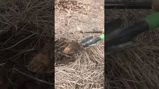 Amending clay soil with NO-TILL methods #shorts #notill #clay #backyardgardening