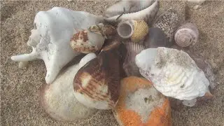Hunting for seashells and feeling the sea breeze