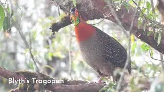 The rare Blyth's Tragopan from Bhutan