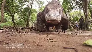 Trekking RINCA ISLAND / Welcome to Komodo National Park /  ⚓ www.thalassapinisi.com