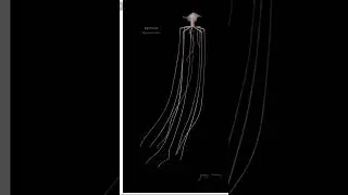 Bigfin squid