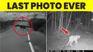 6 настоящих последних фотографий вымерших животных | Часть 2