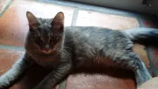Cat Does Taste Test With Cat Treats