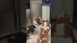 Basset Hounds want a treat!