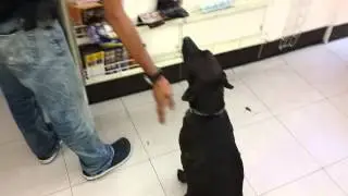 Cute dog at 7-11 May 2015