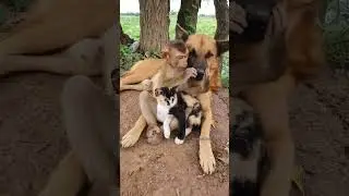 monkey Dog cat friend #ytshorts #animal #dog #cat #ytshort #odia #shorts #odisha #monkey