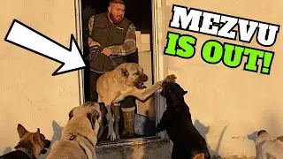 Kangal Asya and Rottweiler Marla: Fierce Rivals!