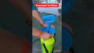 Seaweed fertilizer #shorts#terracegardenindia # organic care#shortsfeed#muktasharma#viralvideo 🌿🌿🌿