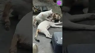 Three mischievous kittens Funny video ll Animal cat ll satish mehta ll slka newsm 
