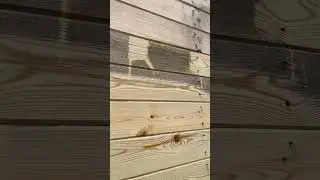 Отбеливатель для древесины. Prosept ECO 50