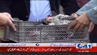 FREE!! Chicken Distribution By Livestock Deptt