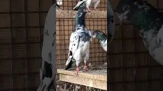 teddy kabootar ki short video 📹 😍 &hearts;️ 💯💥💖#sa_pigons_gondal #kabutar #shorts #teddy
