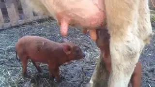 Adorable piglets want milk from cow