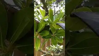 what is killing my tree (EP edition)