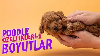 Poodle Özellikleri-1 ( Poodle Boyutları )   www.semerline.com
