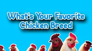 What's your favorite Breed of Chicken?