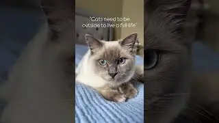 ⚠️ Indoor cats vs outdoor cats&rsquo; lifespan ⚠️