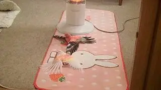 アキクサインコの「あったか～い」