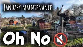 Transforming My Allotment: Raspberry Magic & Bed Revival/ Allotment gardening uk 