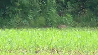 243 groundhog hunting
