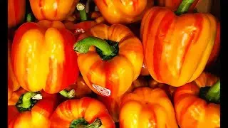 Growing Grocery Store Bought Aloha Peppers