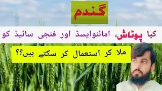 Tank Mixed Spray of Potash, Amino acids and Fungicide in Wheat || @kisan vlog official