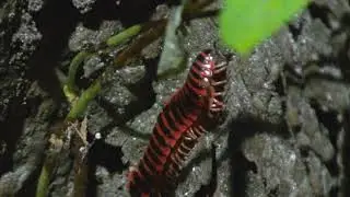 Apheloria virginiensis