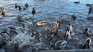 Ducks feeding frenzy - Mallards, Tufted Ducks and Coots