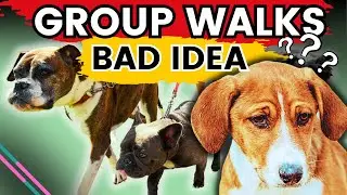 Group Dog Walks (Bad Idea?)