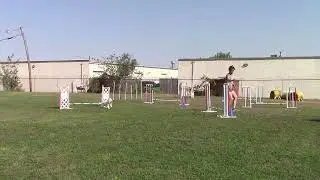 USDAA Trial@Home #112833; P3 Snooker; Course#2; 8in Tonza