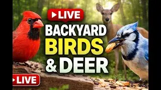 LIVE Backyard Birds & Deer 🐦🦌 | Peaceful Morning Wildlife Cam