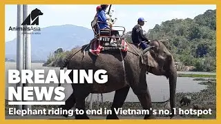 Animals Asia signs historic agreement to end elephant riding in Dak Lak, Vietnam