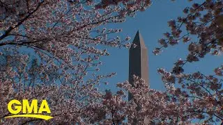 National Cherry Blossom Festival back for 110th anniversary l GMA