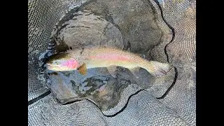 Winter Fly Fishing in the Central Valley