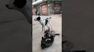 Masti #shorts #premanandjipravachan #relatable #funny #bhajan #bhajanmarg #love #dog #viral #ytshort