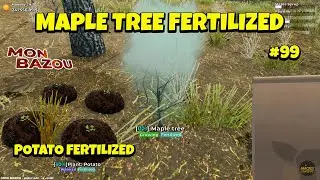 Mon Bazou MAPLE TREE FERTILIZED #99