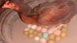 Aseel Hen Hatching || Silver Pheasant Green Ringneck Pheasant And White Albeno Pheasant Eggs