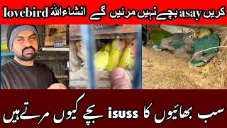 Why lovebirds chick die and solution/bachy kasy survive krwain
