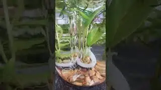 Gold Shrimp + Money Plants = Abundance Jar 🌟🪙